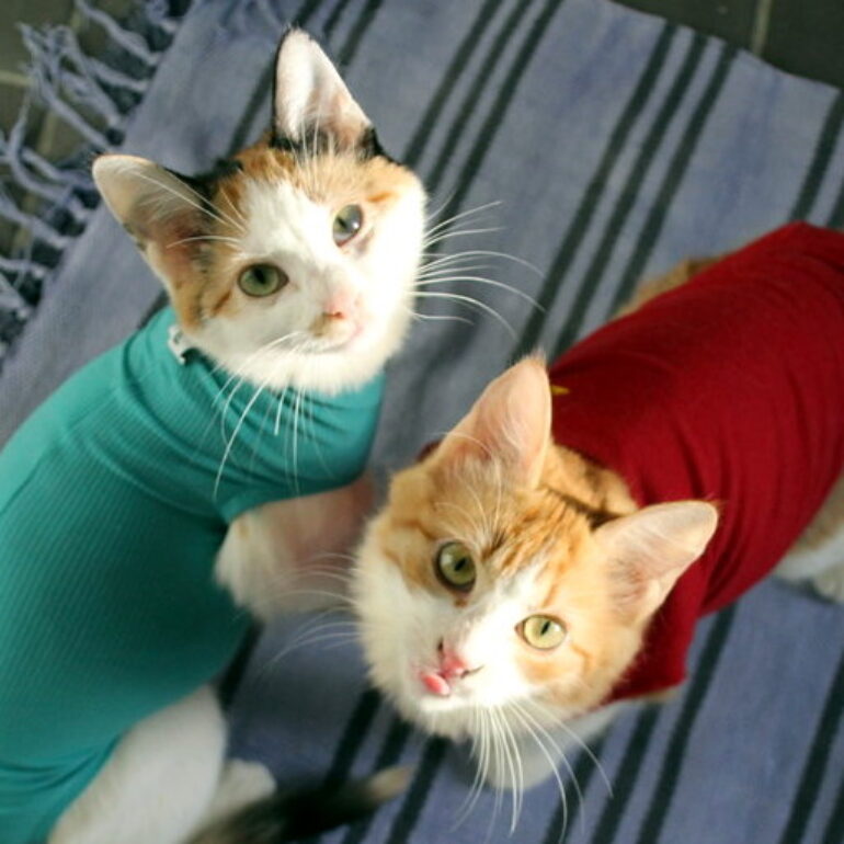 Tiere - Amari & Neelixa - 01 - Neelixa & Amari