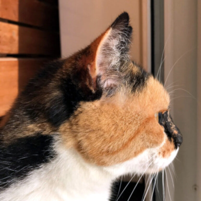 Tiere - Ciari - 01