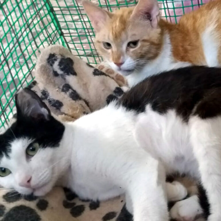 Tiere - Frido und Kito - 01