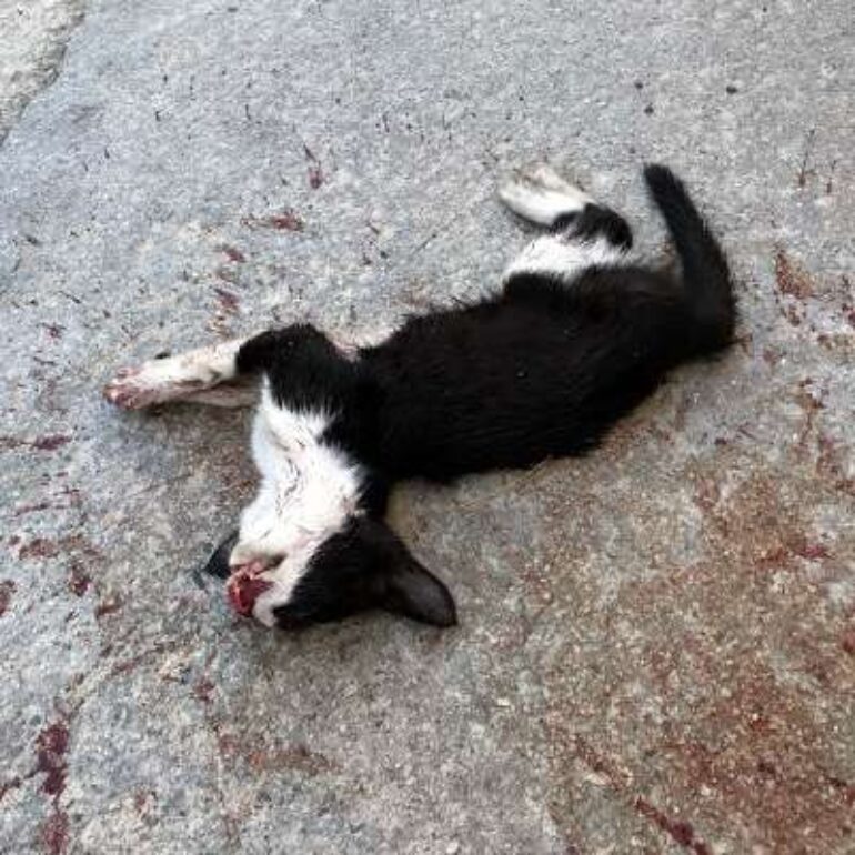 Tiere - Tetarti - 2020 - 01