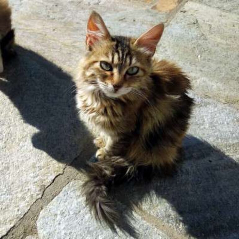 Tiere - Nisha - 2021 - 01