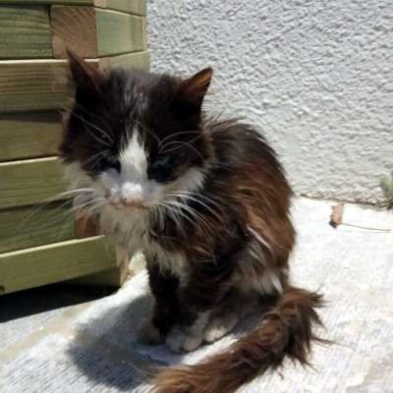 Tiere - Eliza - 2021 - Bild 01
