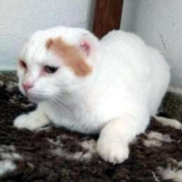 Tiere - Hanni - 2021 - Bild 01