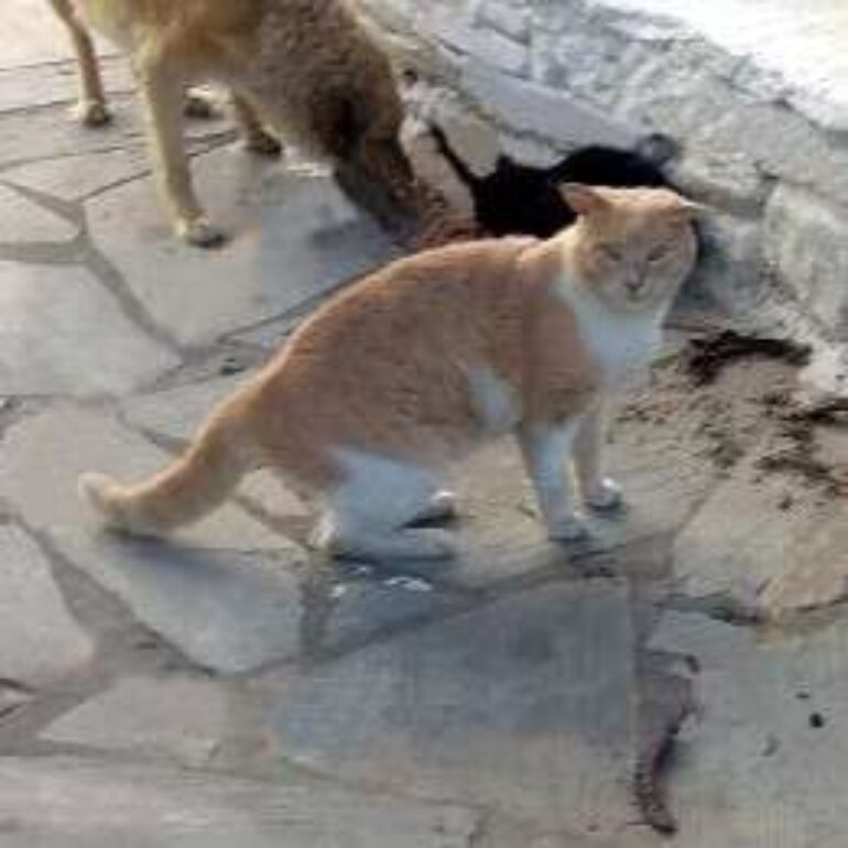 Tiere - Benjamin - 2021 - Bild 01