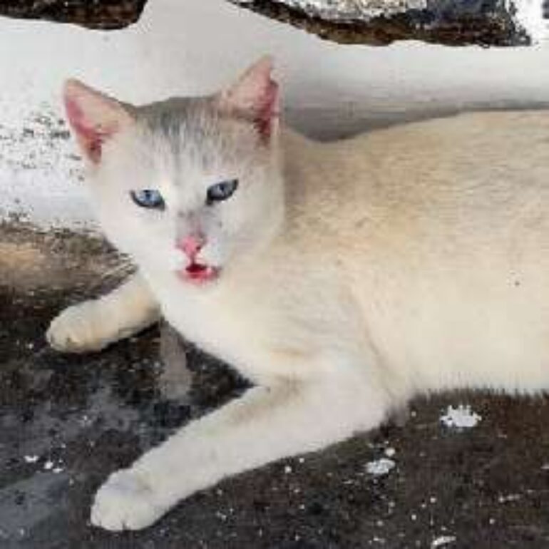 Tiere - Lumi - 2020 - Bild 01