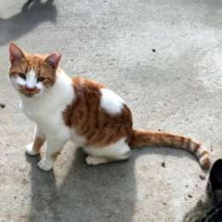 Tiere - Champy - 2021 - Bild 01
