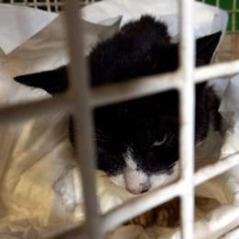 Tiere - Lithi - 2021 - Bild 01