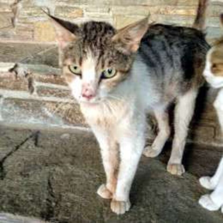Tiere - Riris Ripley - 2021 - 01