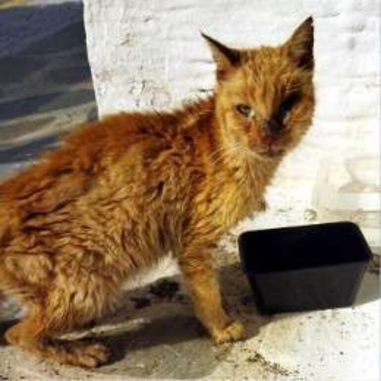 Tiere - Panos - 2022 - 01