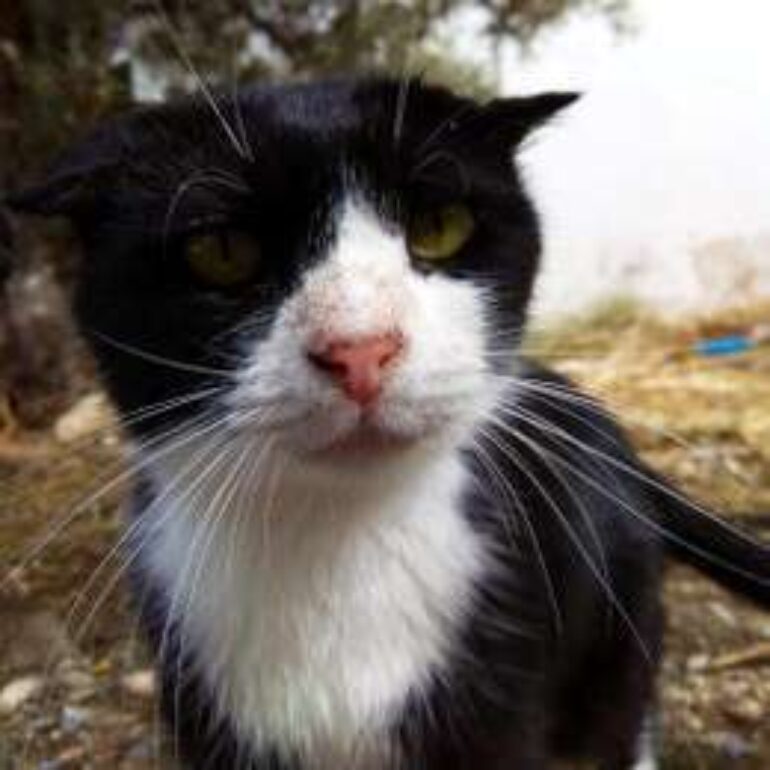 Tiere - Akis - 2022 - 01