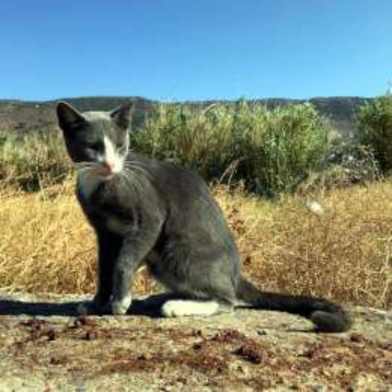 Tiere - Grigio - 2022 - 01