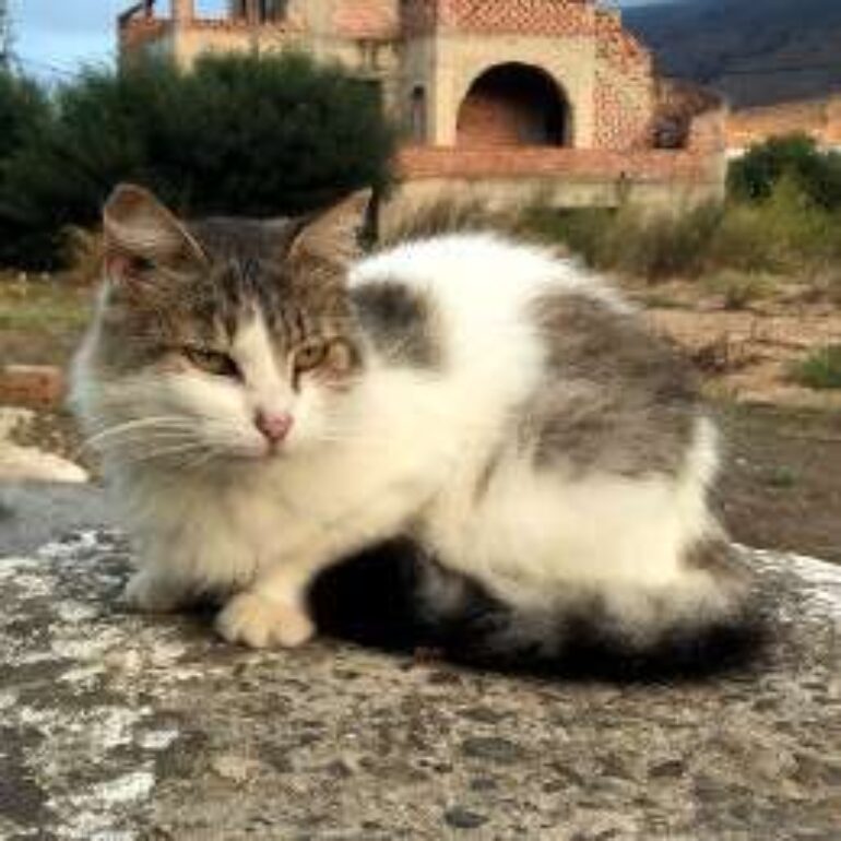 Tiere - Miss Meier - 2022 - 01