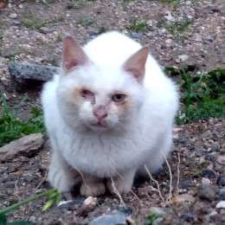 Tiere - Hedwig - 2023 - 01
