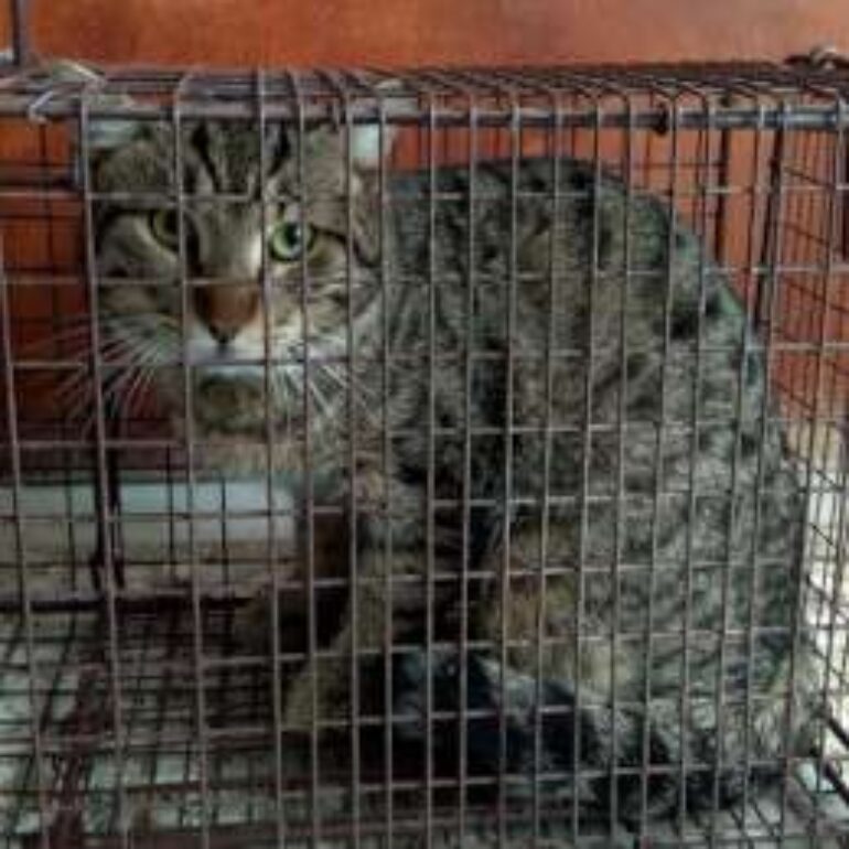 Tiere - Vito - 2023 - 01