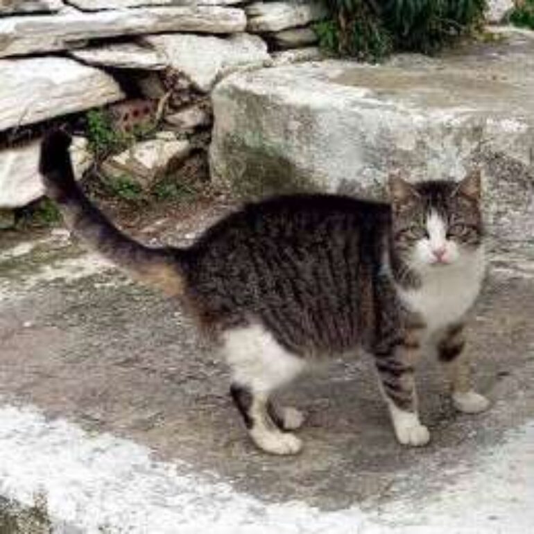 Tiere - Pontiki - 2023 - 01