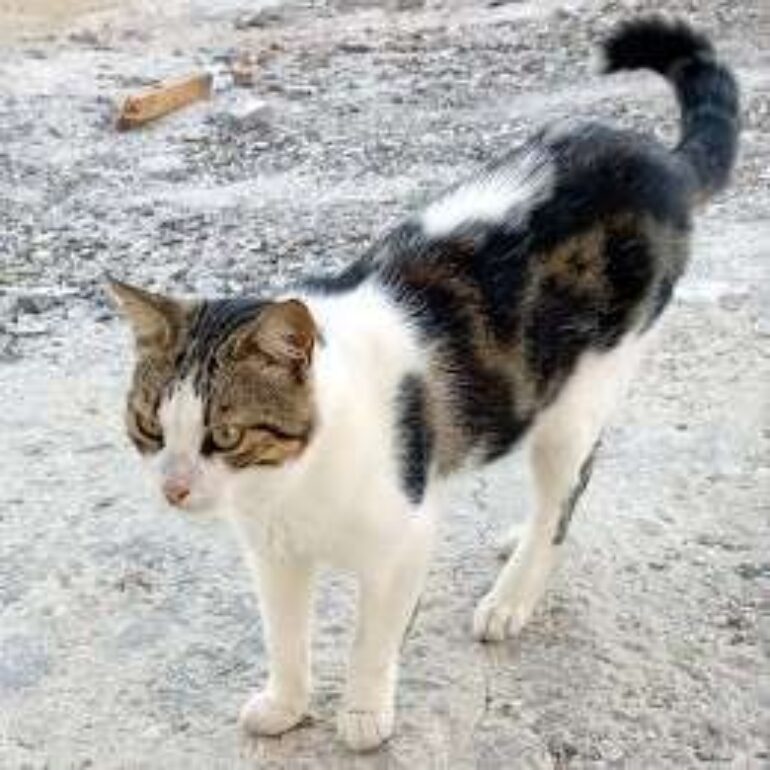 Tiere - Marie - 2023 - 01