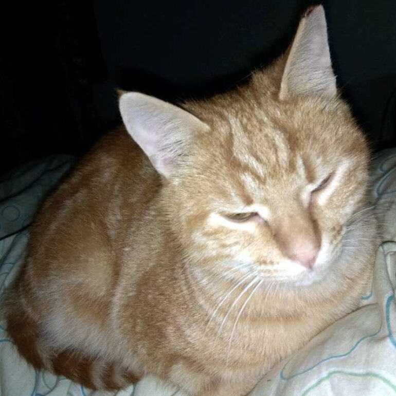 Tiere - Simba - 2024 - 01