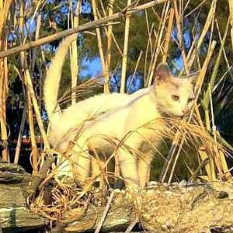 Tiere - Chionati - 2024 - 01