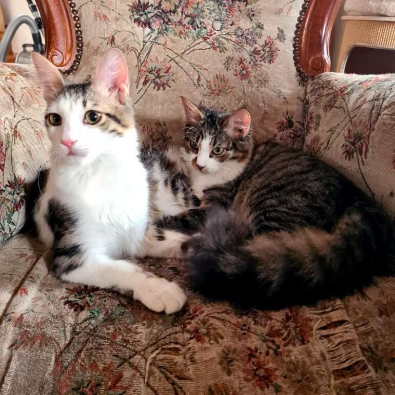 Tiere - Zorba_Stella - 2024 - 01