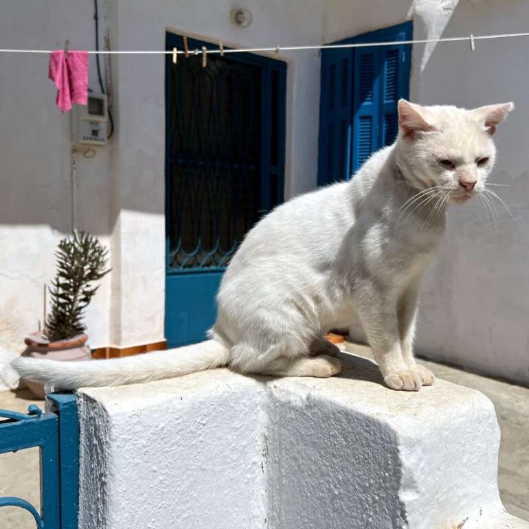 Tiere - Agelakis - 2025 - 01