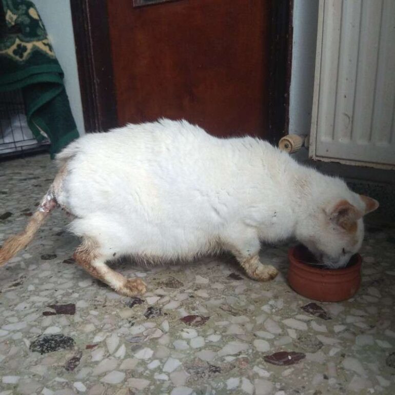 Tiere - Gatoulis - 2025 - 01