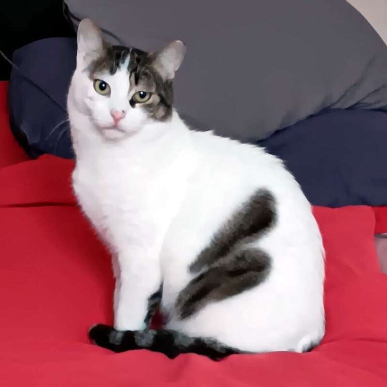 Tiere - Kardoulis - 2025 - 01