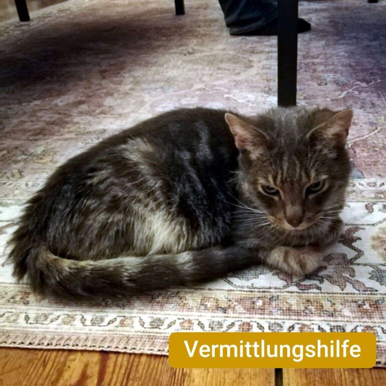 Tiere - Pfoetchen - 2025 - 01a