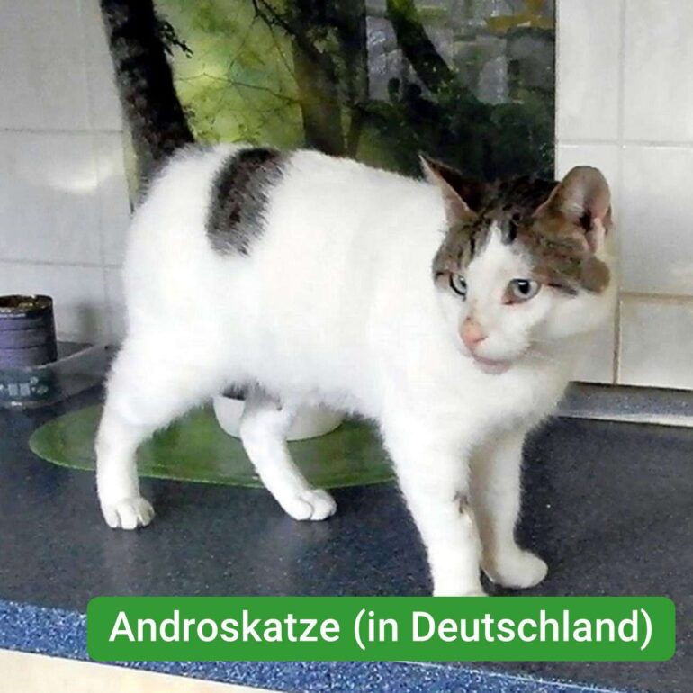 Tiere - Onni - 2024 - 01a