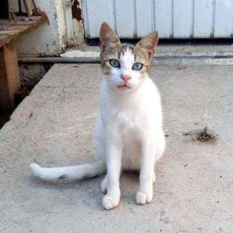 Tiere - Katia - 2025 - 01