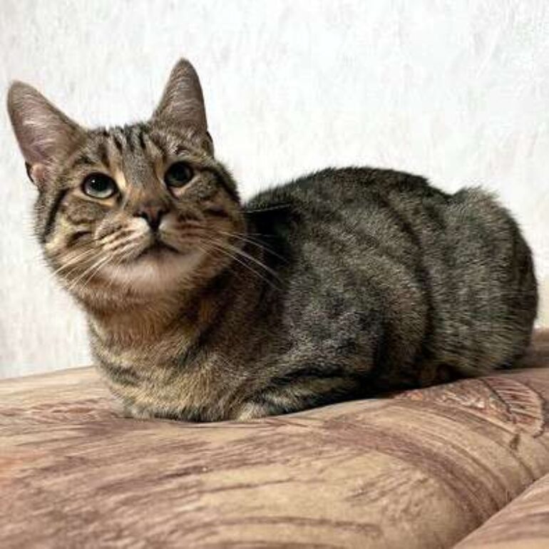 Tiere - Carlo - 2025 - 01