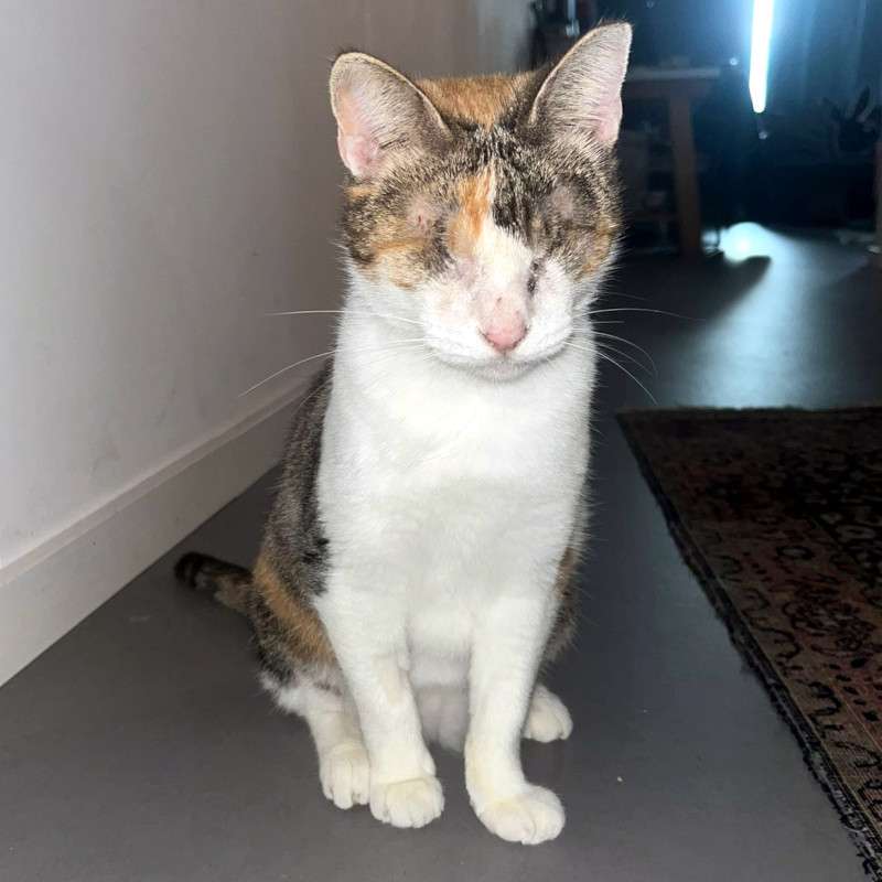 Tiere-Caroline-2025-01.jpg