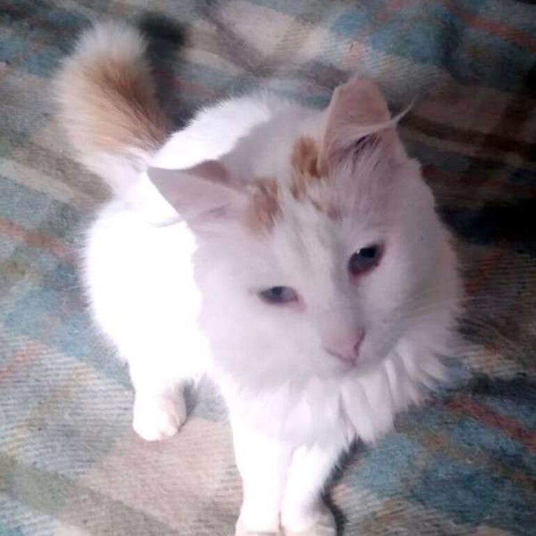 Notfaelle 2025 - Lousi - 00