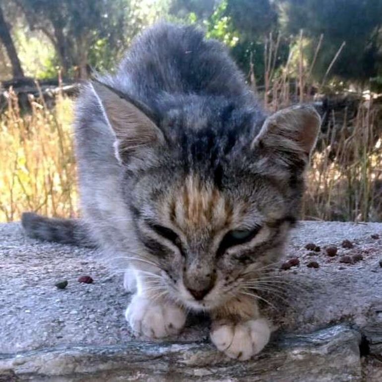 Tiere - Tina - 2025 - 01