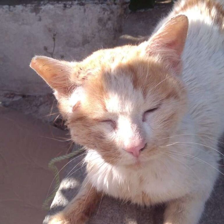 Tiere - Andreas - 2025 - 01