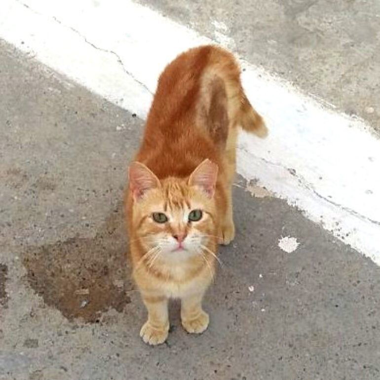 Tiere - Sevi - 2025 - 01