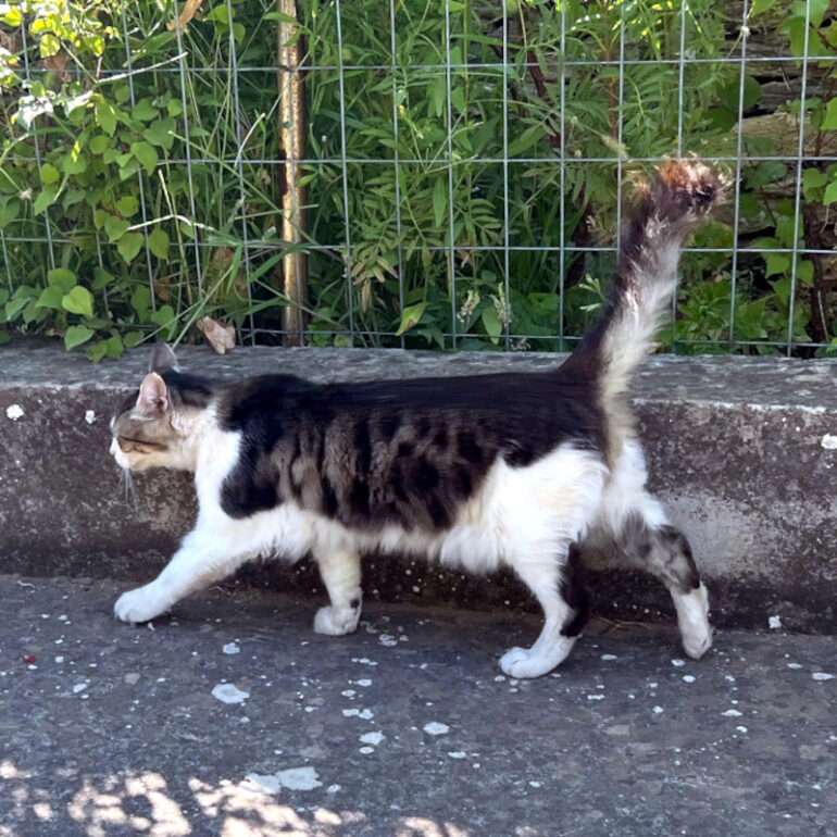 Tiere - Yuki - 2025 - 01