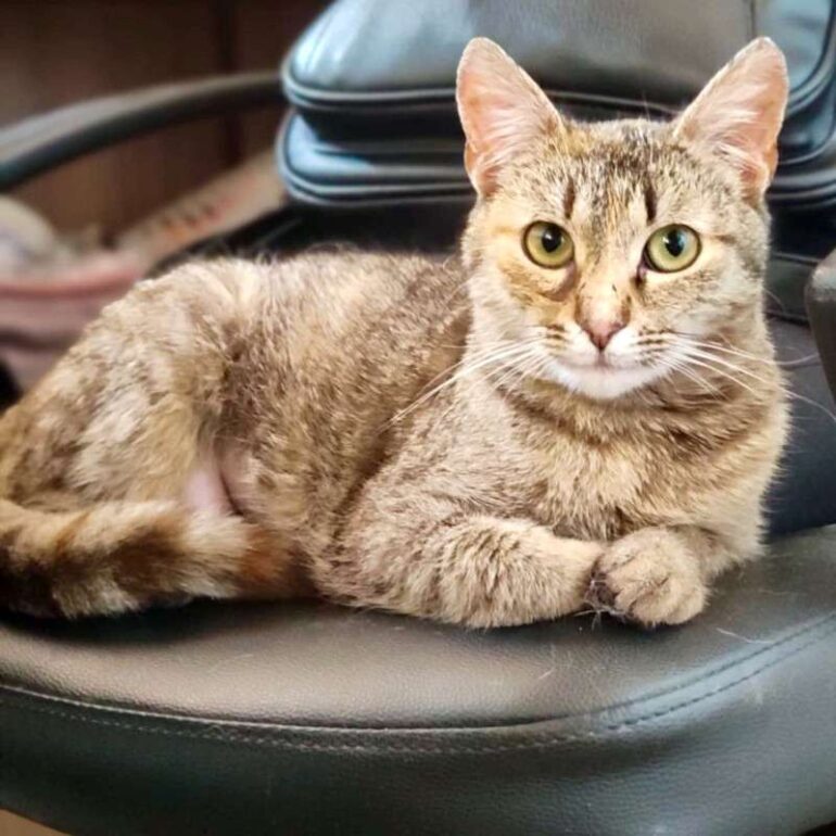 Tiere - Mina - 2026 - 01