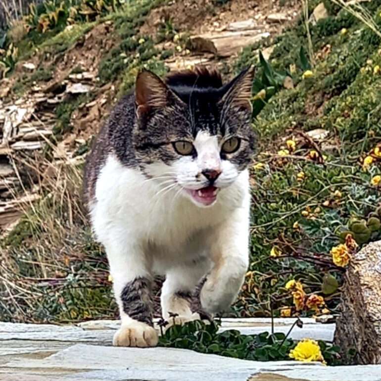 Tiere - Marisini - 2026 - 01