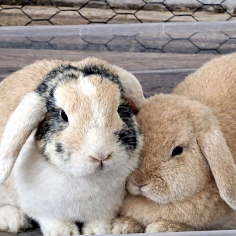 Tiere - Lilli & Marlene - 2026 - 01