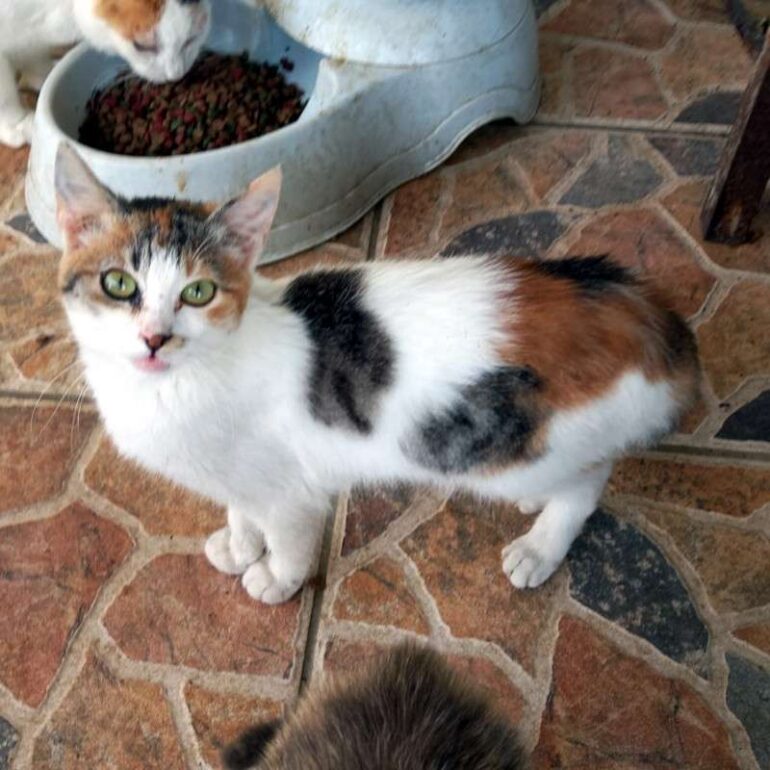 Tiere - Fennek - 2026 - 01