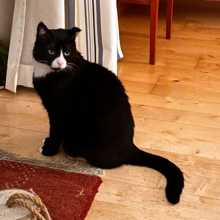 Tiere - Morlock - 2026 - 01