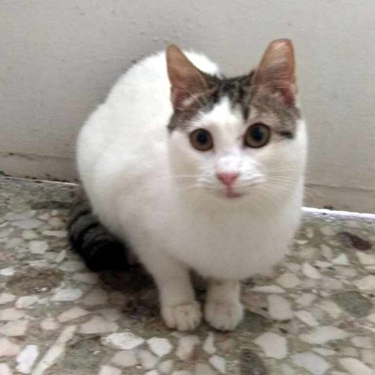 Tiere - Ntombi - 2026 - 01