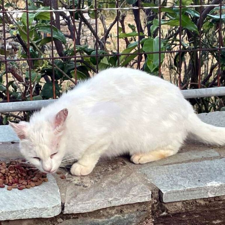 Tiere - Bella - 2026 - 01a