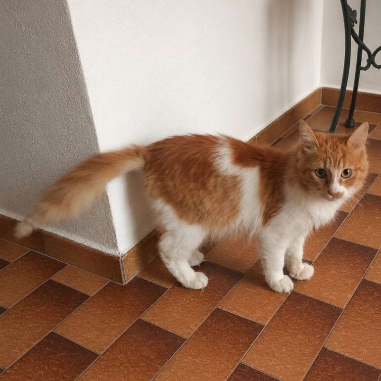 Tiere - Aris - 2026 - 01