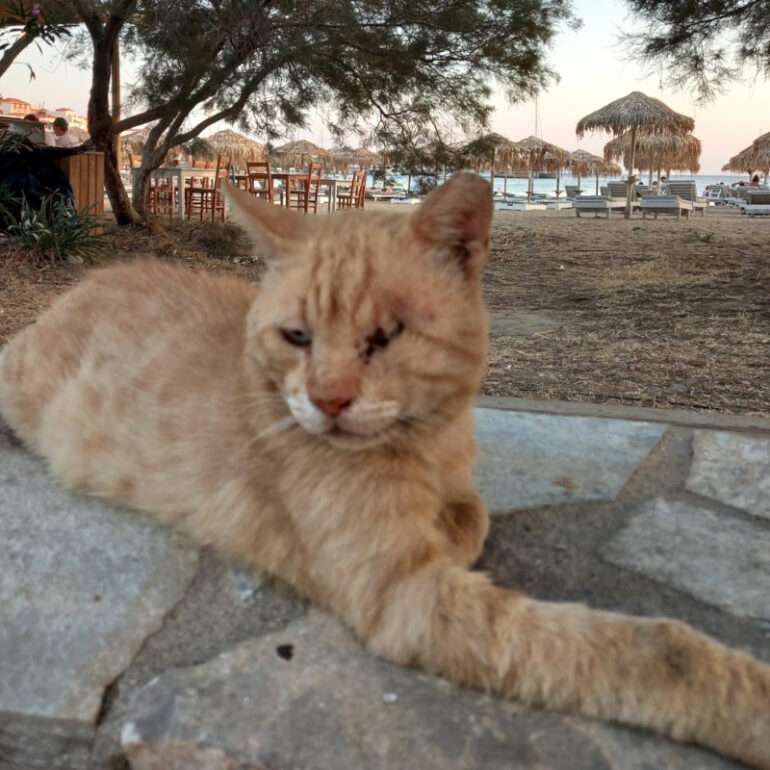 Tiere - Costas - 2026 - 01