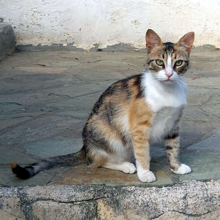 Tiere - Dolores - 2026-01